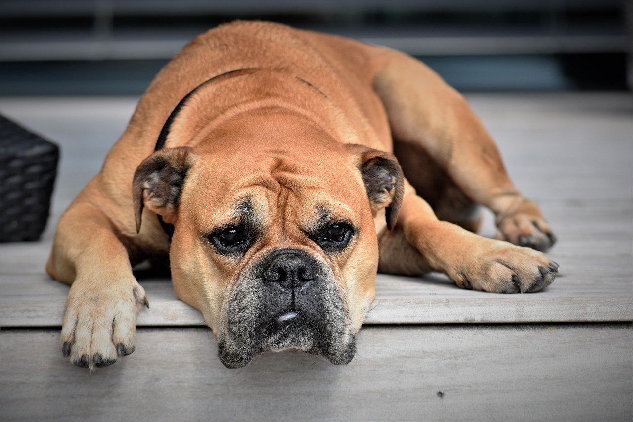 Als Hundebesitzer brauchen Sie guten Haftpflichtschutz